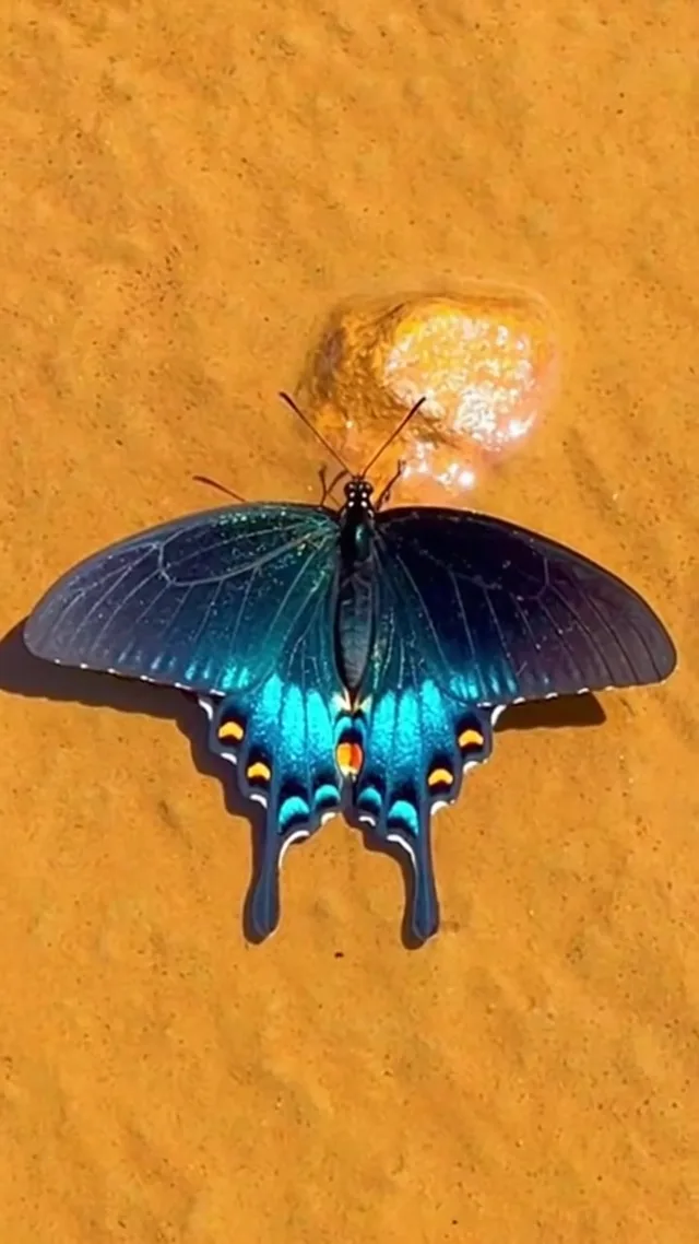 A blue butterfly on warm ochre ground, from our AI nature film